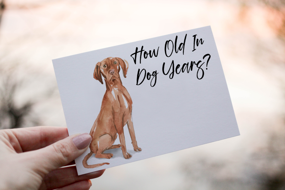 Hungarian Vizsla Dog Birthday Card, Dog Birthday Card